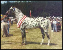 Xanthos Knabstrupper stallion