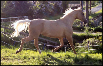 Arleta Kinska Palomino mare