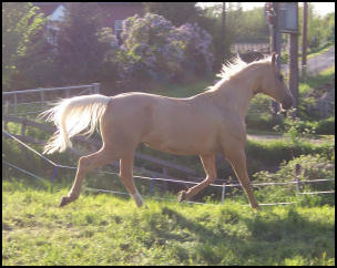 Arleta Palomino Warmblood