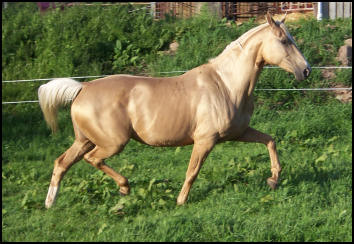 Arleta Kinska Palomino mare