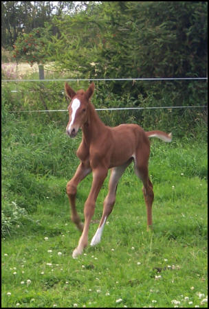 Filly foal