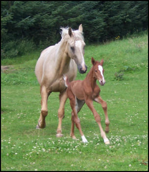 Filly foal