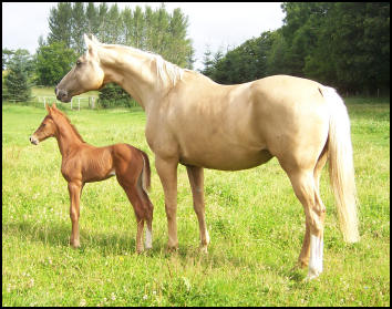 Arleta Kinska Palomino mare