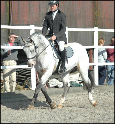 Xhogun Middelsom Knabstrupper stallion