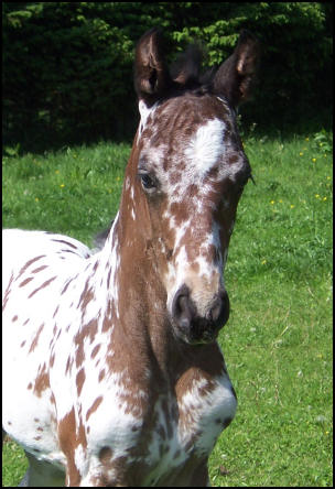 colt by Knabstrupper stallion Xhogun Middelsom