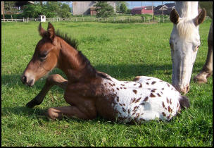 Blacklaw Vogue  Knabstrupper filly