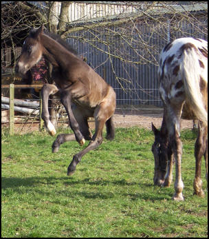 Blacklaw Xpresso Knabstrupper gelding