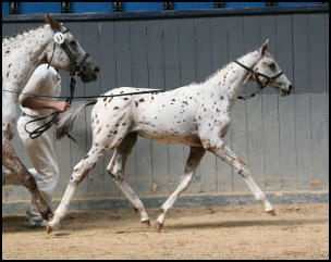 Camille Knabstrupper filly