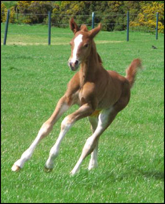 Filly foal by Pinocchio