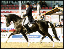 De Niro warmblood stallion