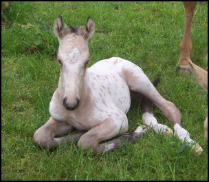 Buckskin spotted colt