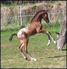 Knabstrupper filly