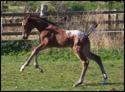 Knabstrupper filly