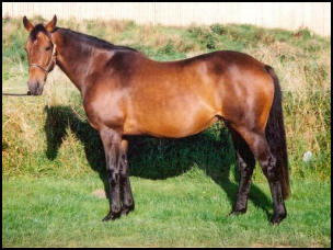 Hazel Park Thoroughbred mare