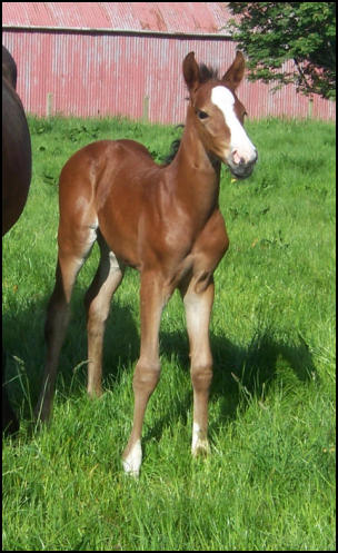 Filly foal