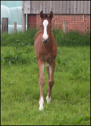 Filly foal