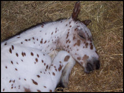 Blacklaw XL Knabstrupper colt