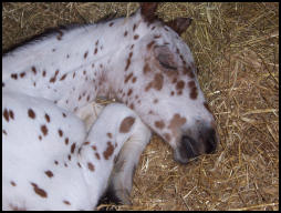 Knabstrupper colt