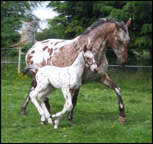 Leopard spot Knabstrupper colt