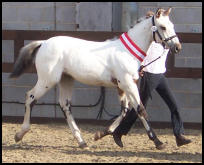 Purebred Knabstrupper filly by Xhogun