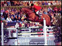 International showjumping stallion