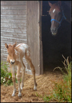 Lola Knabstrupper filly