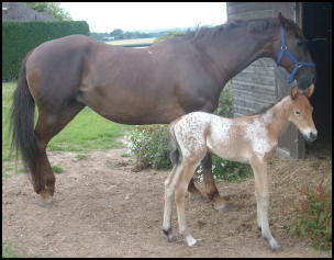 Lola Knabstrupper filly