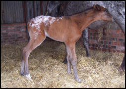 Knabstrupper filly