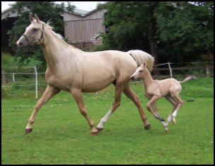 Buckskin colt