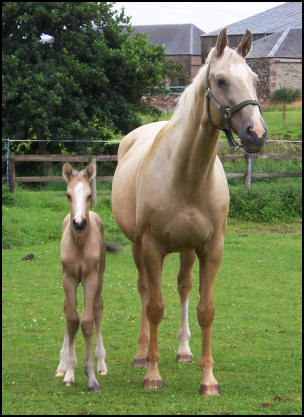 Buckskin colt