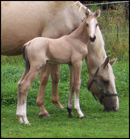 Buckskin colt