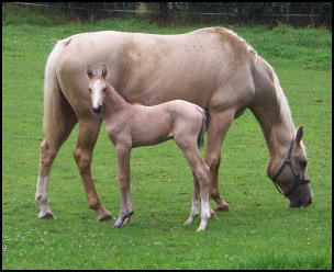 Buckskin colt