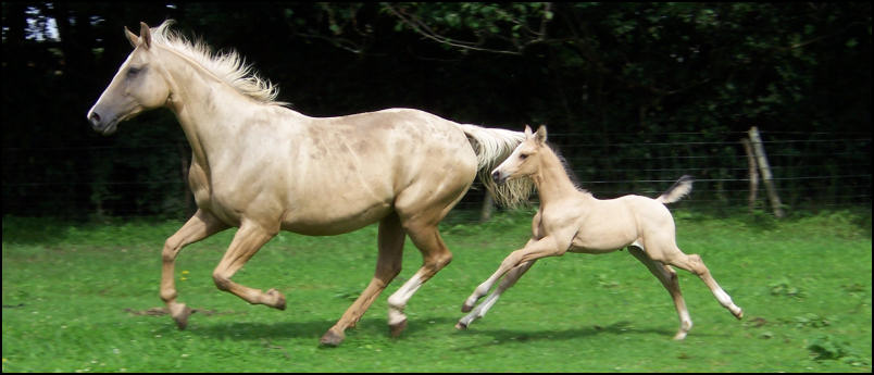 kinsky mare and foal