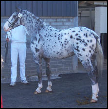 Pinocchio Knabstrupper stallion