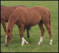 Hanoverian mare by Quaterback
