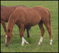 Quantoch Law Hanoverian mare by Quaterback x Weltmeyer