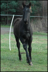 Knabstrupper gelding