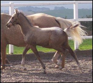 Buckskin colt