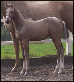 Buckskin colt