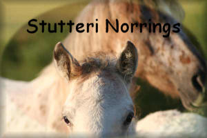 Stutteri Norrings link button