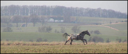 Knabstrupper mare having fun in Denmark