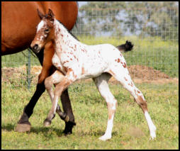 Knabstrupper filly USA