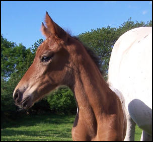 Knabstrupper filly at one day old