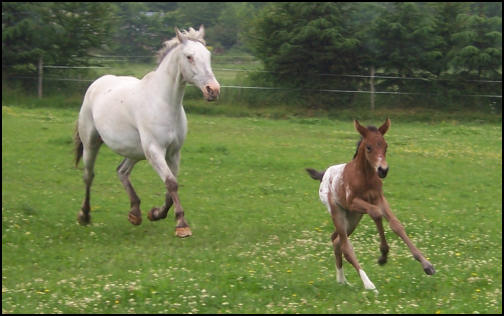 Knabstrupper filly at one day old