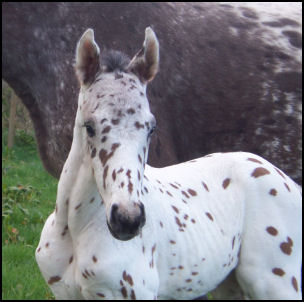 Knabstrupper colt