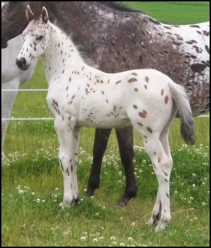 Knabstrupper colt