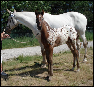 Knabstrupper mare and foal