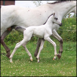 Knabstrupper colt