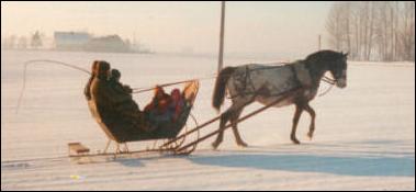 Knabstrupper mare pulling a sleigh in Denmark