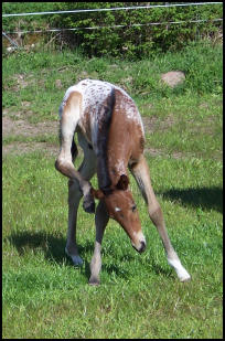 Blacklaw Cloudy Bay Appaloosa sporthorse